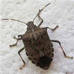 cimice